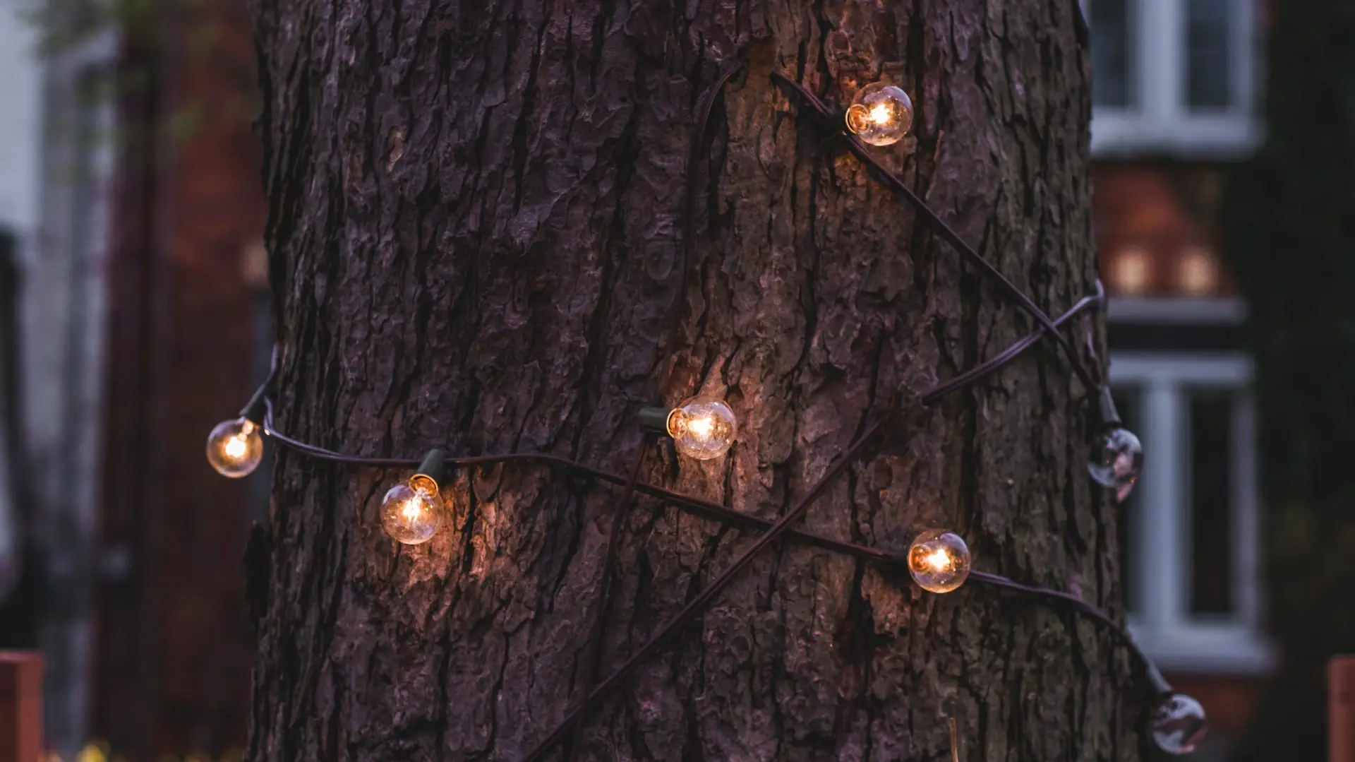 Christmas bulb lights wrapped around the trunk of a tree. A brick house can be seen in the background.