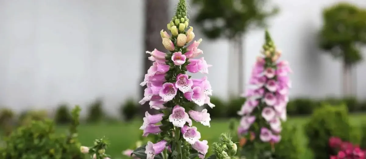 Oakland Temple Hill Flowers in Garden